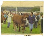 Animals-Show - Bovine