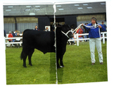 Animals-Show - Bovine