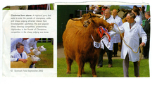 Animals-Show - Bovine