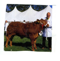 Animals-Show - Bovine