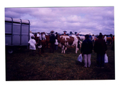 Animals-Show - Bovine