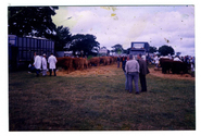 Animals-Show - Bovine