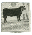 Animals-Show - Bovine