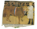 Animals-Show - Bovine