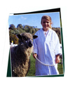 Animals-Show - Caprine/Ovine