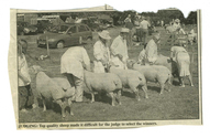 Animals-Show - Caprine/Ovine