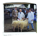 Animals-Show - Caprine/Ovine