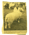 Animals-Show - Caprine/Ovine