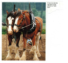 Farming - Equine