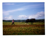 Farming - Equine