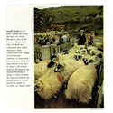 Farming - Ovine