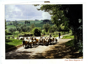 Farming - Ovine