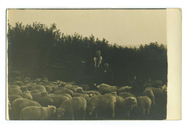 Farming - Ovine