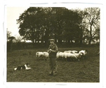 Farming - Ovine