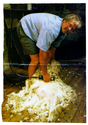 Farming - Shearing