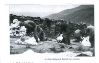 Farming - Shearing